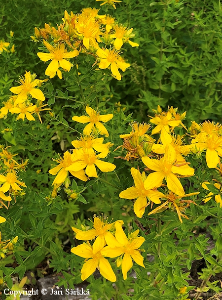 Hypericum perforatum, mäkikuisma